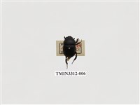 藏品(角圓金龜)的圖片